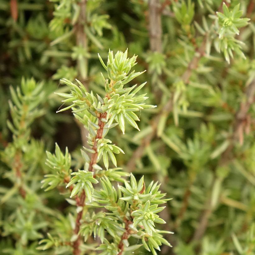 Genévrier commun - Juniperus communis Sentinel (Feuillage)