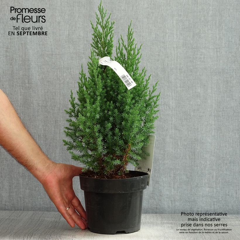 Spécimen de Genévrier de Chine - Juniperus chinensis Stricta tel que livré en été