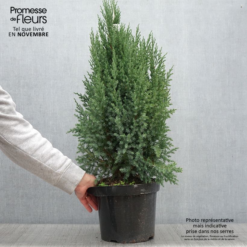 Spécimen de Genévrier de Chine - Juniperus chinensis Stricta en pot de 7,5L/10L tel que livré en automne