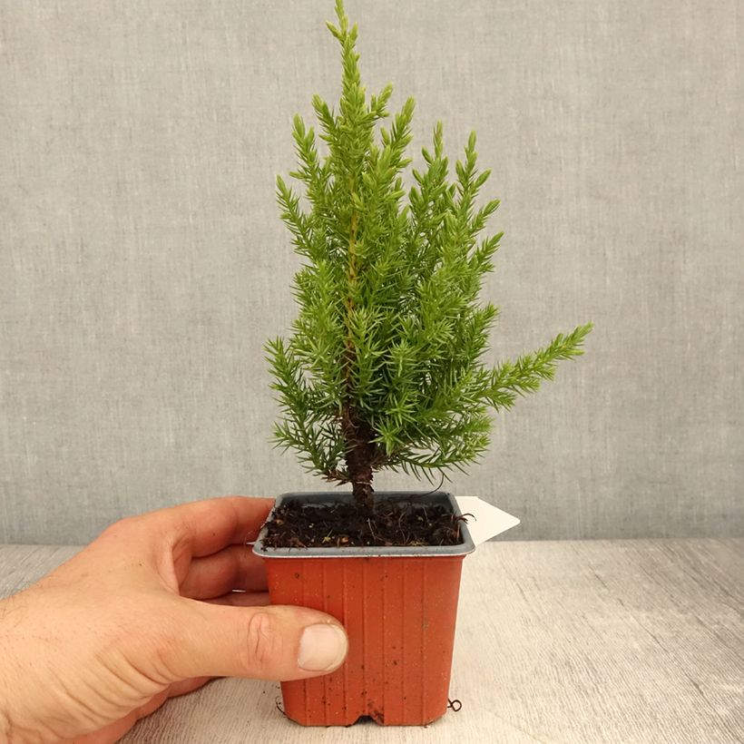 Spécimen de Genévrier de Chine - Juniperus chinensis Stricta tel que livré au printemps