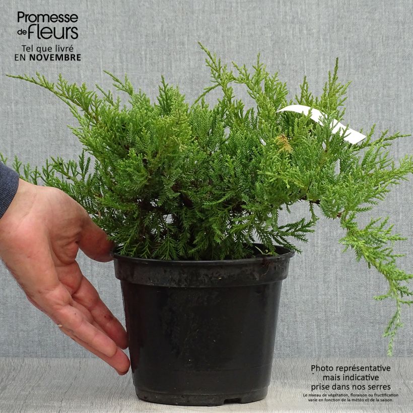 Spécimen de Genévrier de Pfitzer Compact - Juniperus pfitzeriana Compacta tel que livré en automne