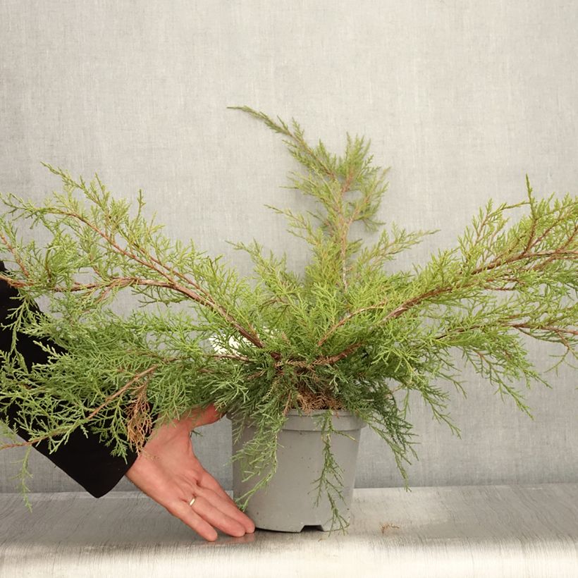 Spécimen de Genévrier de Pfitzer - Juniperus x media Pfitzeriana Pot de 2L/3L tel que livré en automne