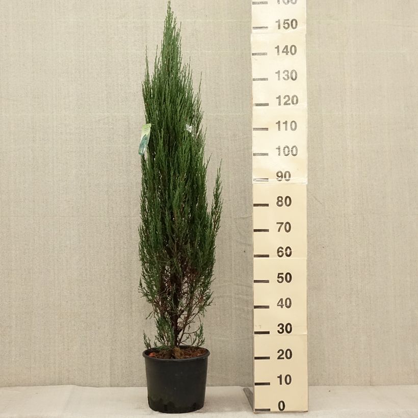 Spécimen de Genévrier de Virginie - Juniperus scopulorum Blue Arrow en pot de 10L tel que livré en automne