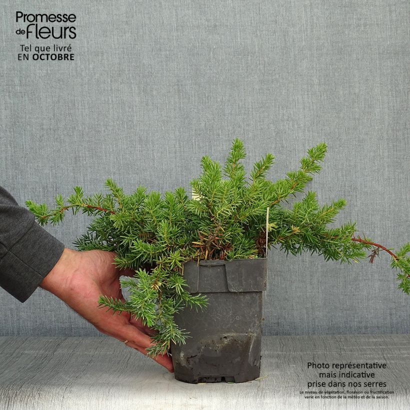 Spécimen de Genévrier des plages -  Juniperus conferta Blue Pacific Pot de 2L/3L tel que livré en automne