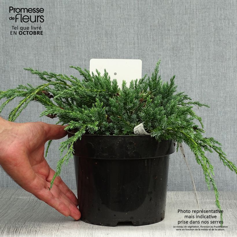 Spécimen de Genévrier écailleux - Juniperus squamata Blue Carpet Pot de 2L/3L tel que livré en automne