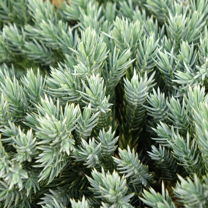 Genévrier écailleux - Juniperus squamata Blue Spider (Feuillage)