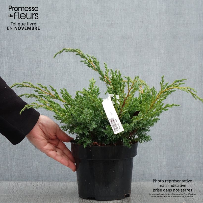 Spécimen de Genévrier écailleux - Juniperus squamata Blue Swede Pot de 2L/3L tel que livré en automne