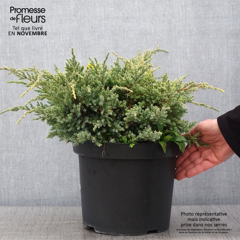 Spécimen de Genévrier écailleux - Juniperus squamata Dream Joy en pot de 7,5l/10l tel que livré en automne