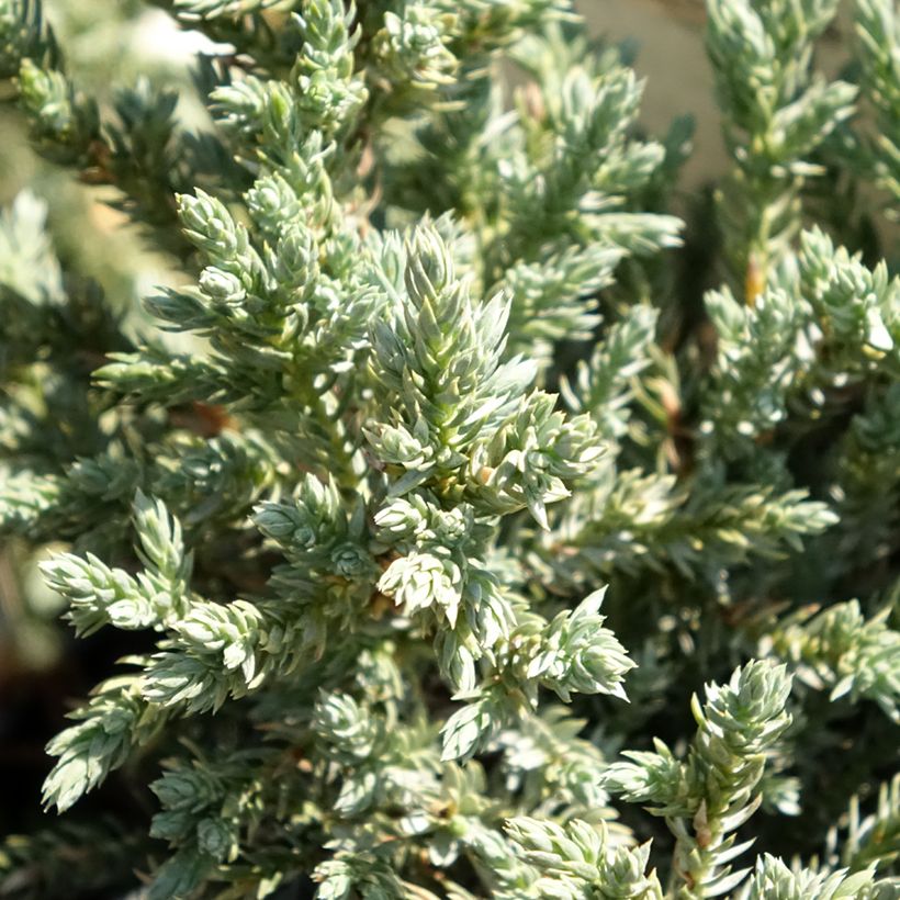 Genévrier écailleux - Juniperus squamata Tropical Blue (Feuillage)