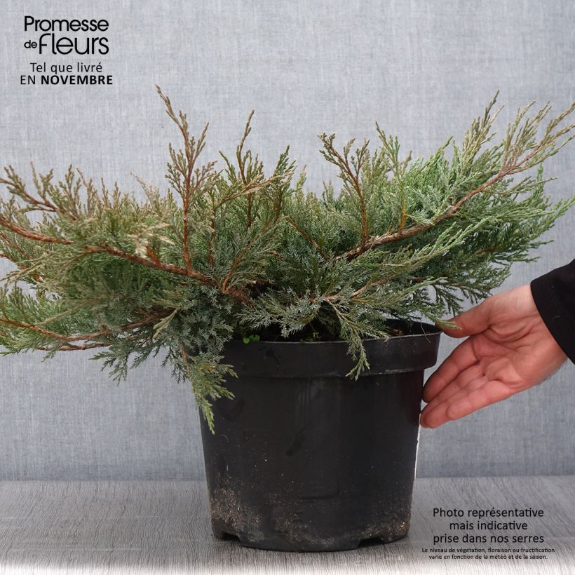 Spécimen de Genévrier horizontal - Juniperus horizontalis Agnieszka en pot de 7,5l/10l tel que livré en automne