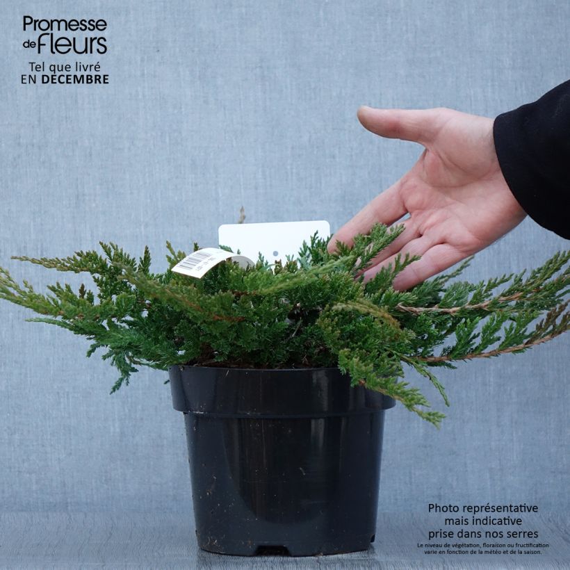 Spécimen de Genévrier horizontal - Juniperus horizontalis Prince Of Wales tel que livré en automne
