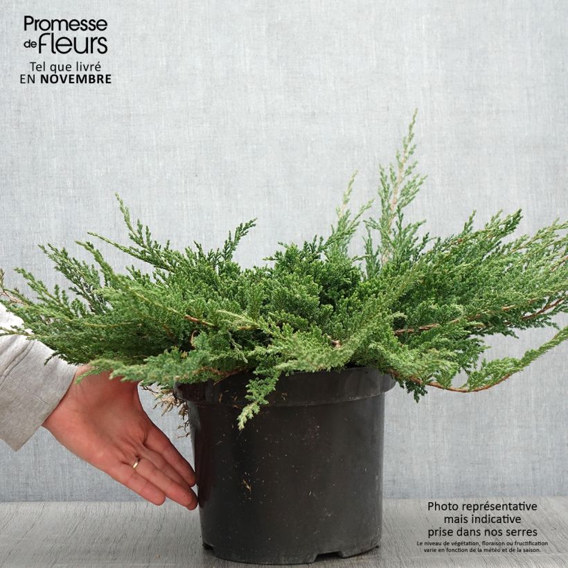 Spécimen de Genévrier horizontal - Juniperus horizontalis Prince Of Wales en pot de 7,5L/10L tel que livré en automne