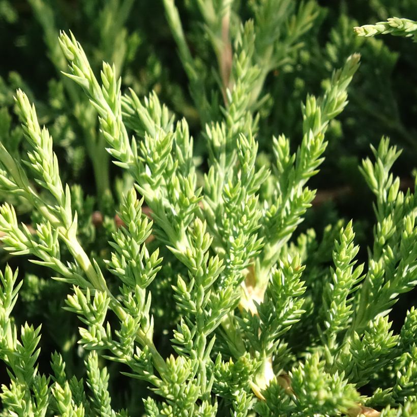 Genévrier horizontal - Juniperus horizontalis Prince Of Wales (Feuillage)