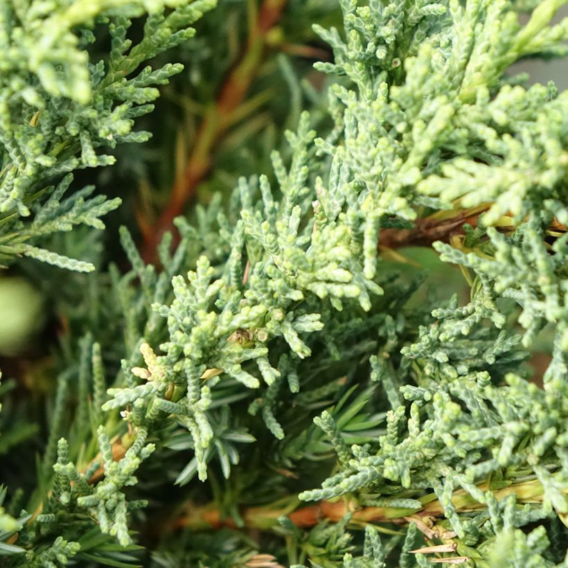 Genévrier hybride - Juniperus chinensis Blaauw              (Feuillage)