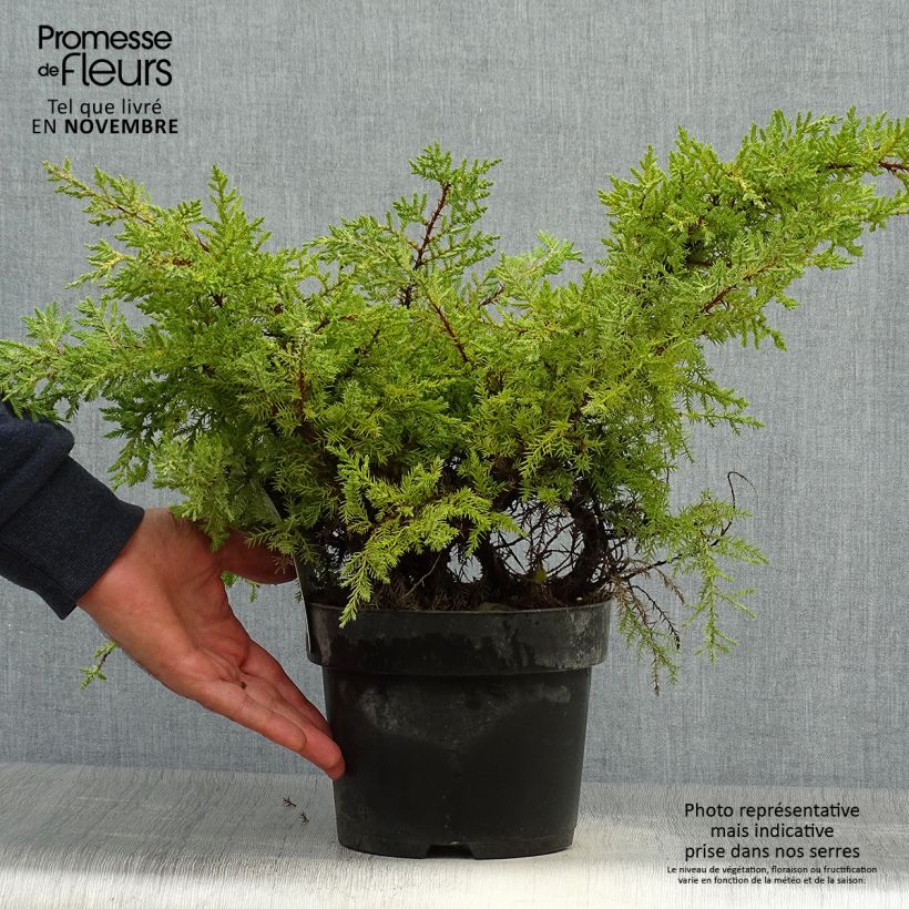 Spécimen de Genévrier - Juniperus pfitzeriana Goldkissen tel que livré en automne
