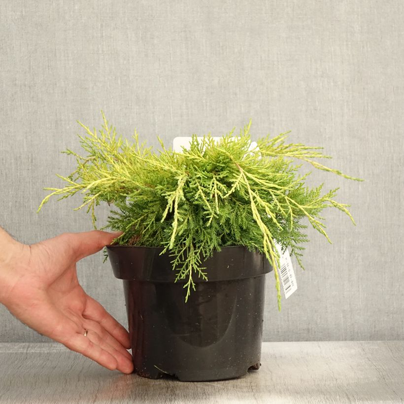 Spécimen de Genévrier - Juniperus pfitzeriana King Of Spring Pot de 2L/3L tel que livré en automne