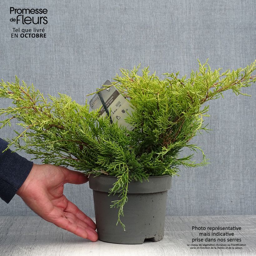 Spécimen de Genévrier - Juniperus pfitzeriana Old Gold                Pot de 2L/3L tel que livré en automne