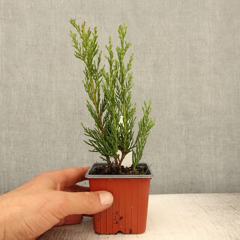 Spécimen de Genévrier - Juniperus scopulorum Moonglow - Godet de 8/9 cm tel que livré au printemps