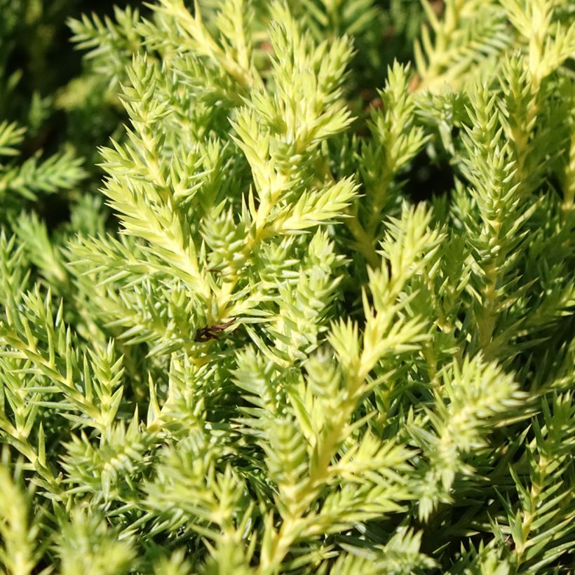 Genévrier - Juniperus x media Gold Star (Feuillage)