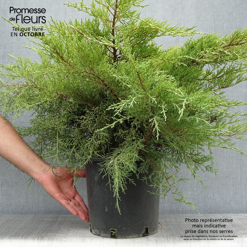 Spécimen de Genévrier - Juniperus x media Pfitzeriana Aurea en pot de 7,5L/10L tel que livré en automne