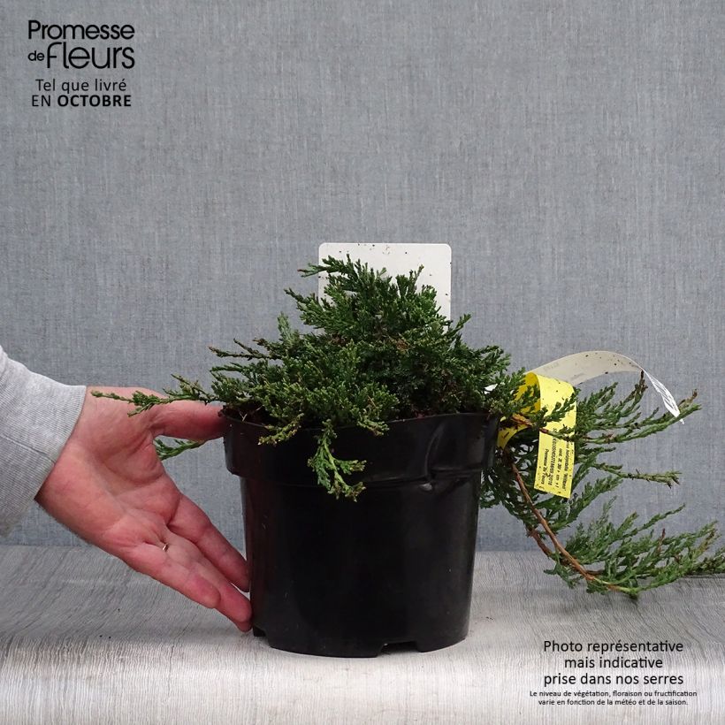 Spécimen de Genévrier rampant - Juniperus horizontalis Wiltonii Pot de 3L/4L tel que livré en automne