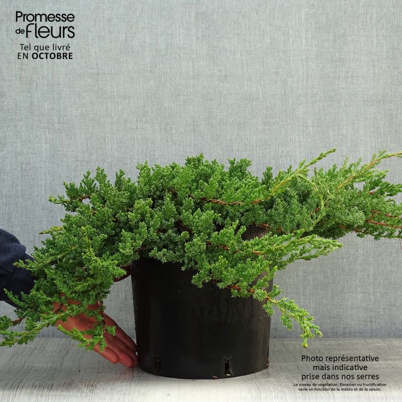 Spécimen de Genévrier rampant - Juniperus procumbens Nana en pot de 7,5L/10L tel que livré en automne