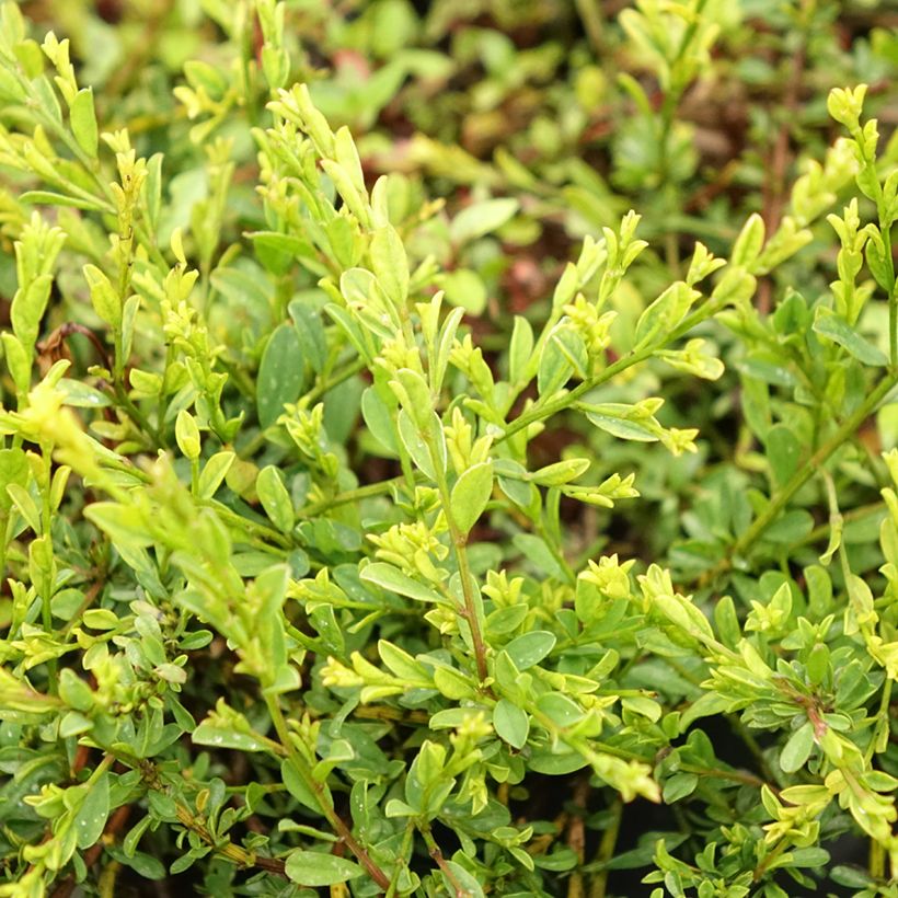 Genista pilosa Vancouver Gold - Genêt poilu (Feuillage)