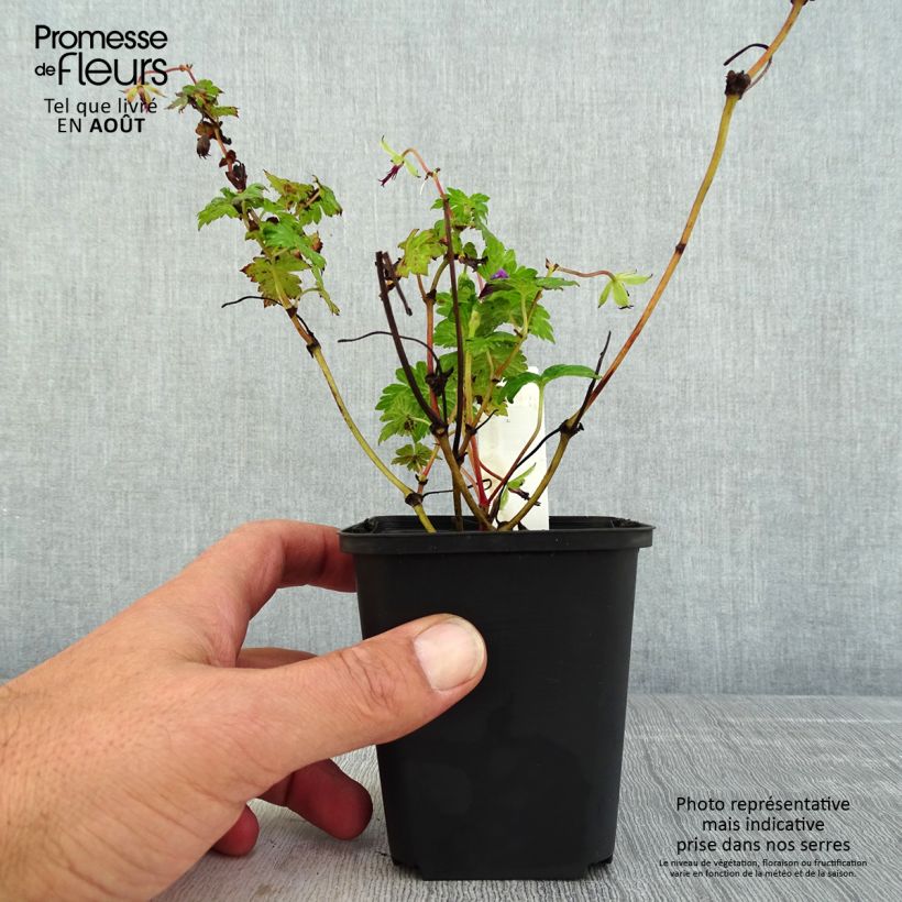 Spécimen de Geranium vivace Daily Purple tel que livré en été