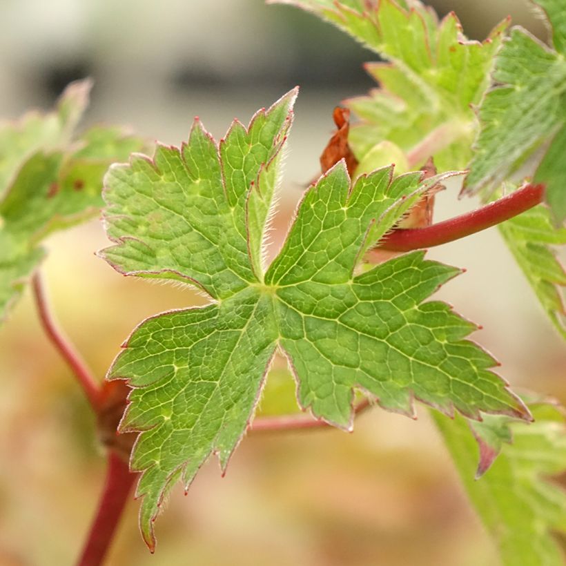 Geranium vivace Daily Purple (Feuillage)