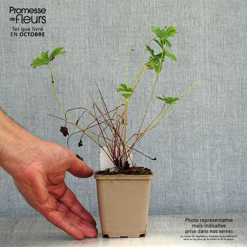 Spécimen de Géranium vivace himalayense Plenum (Birch Double) Godet de 9cm tel que livré en automne