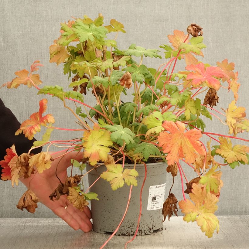 Spécimen de Géranium vivace macrorrhizum Czakor - Pot de 3L/4L tel que livré en automne