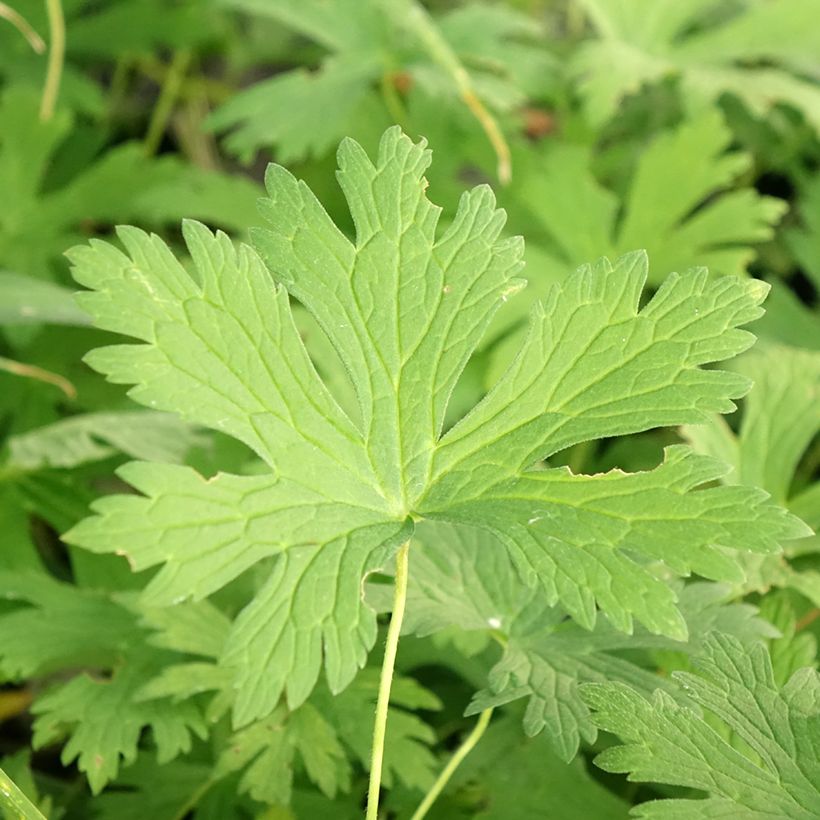 Géranium vivace maculatum Chatto (Feuillage)