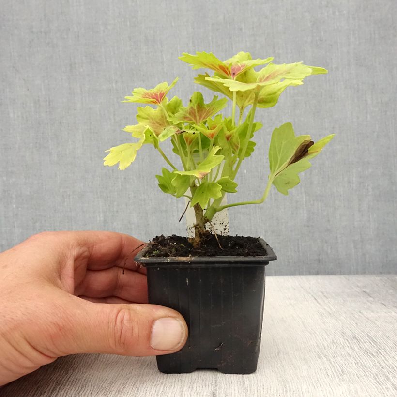 Spécimen de Géranium zonale Decima - Pelargonium tel que livré au printemps