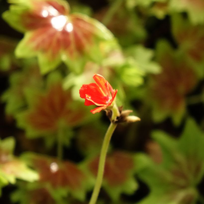 Géranium zonale Vancouver - Pelargonium  (Floraison)