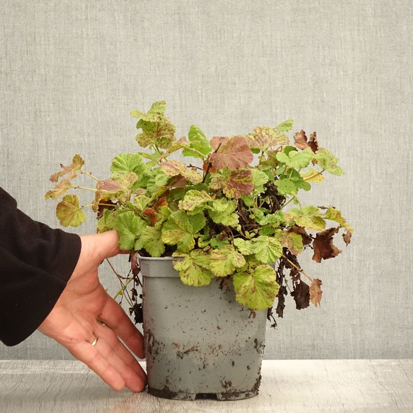 Spécimen de Geum Bell Bank - Benoîte rose soutenu en pot de 2/3 litres tel que livré en automne