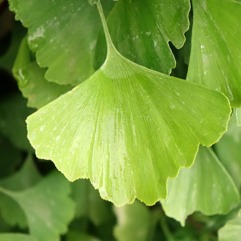 Ginkgo biloba Eiffel (Feuillage)