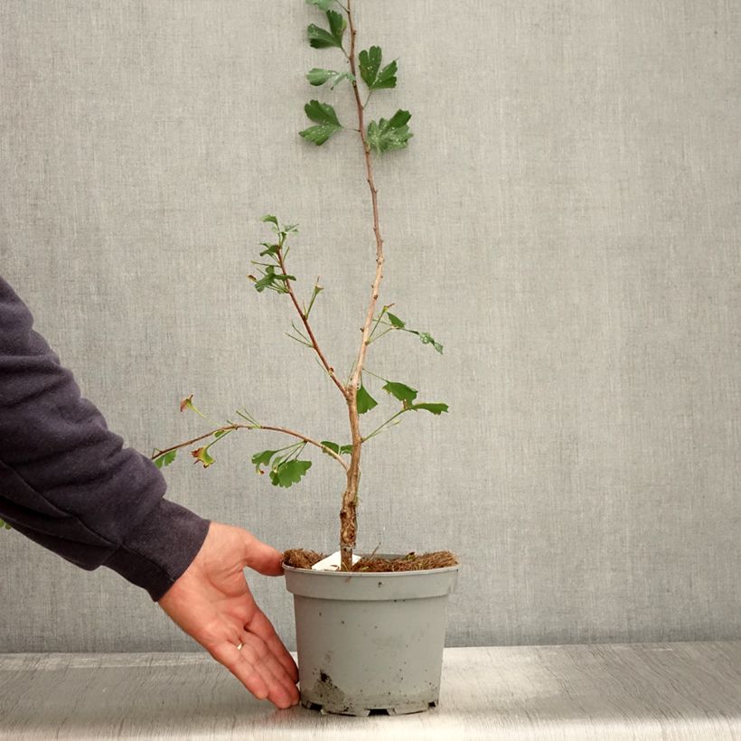 Spécimen de Ginkgo biloba Menhir - Arbre aux quarante écus  Pot de 2L/3L tel que livré en automne