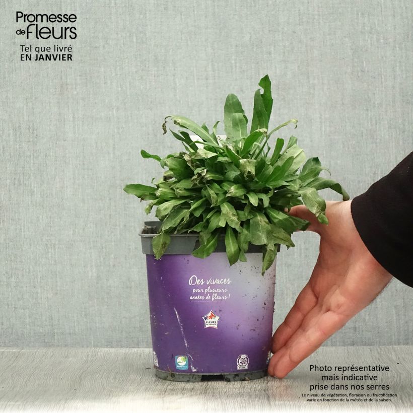 Spécimen de Giroflée vivace - Erysimum cheiri Spice Island en pot de 2/3 L Pot de 2L/3L tel que livré en hiver