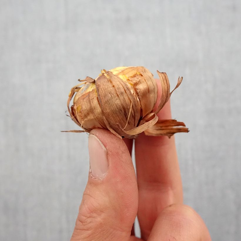 Spécimen de Glaieul ou Gladiolus nanus Carine - Bulbe tel que livré au printemps