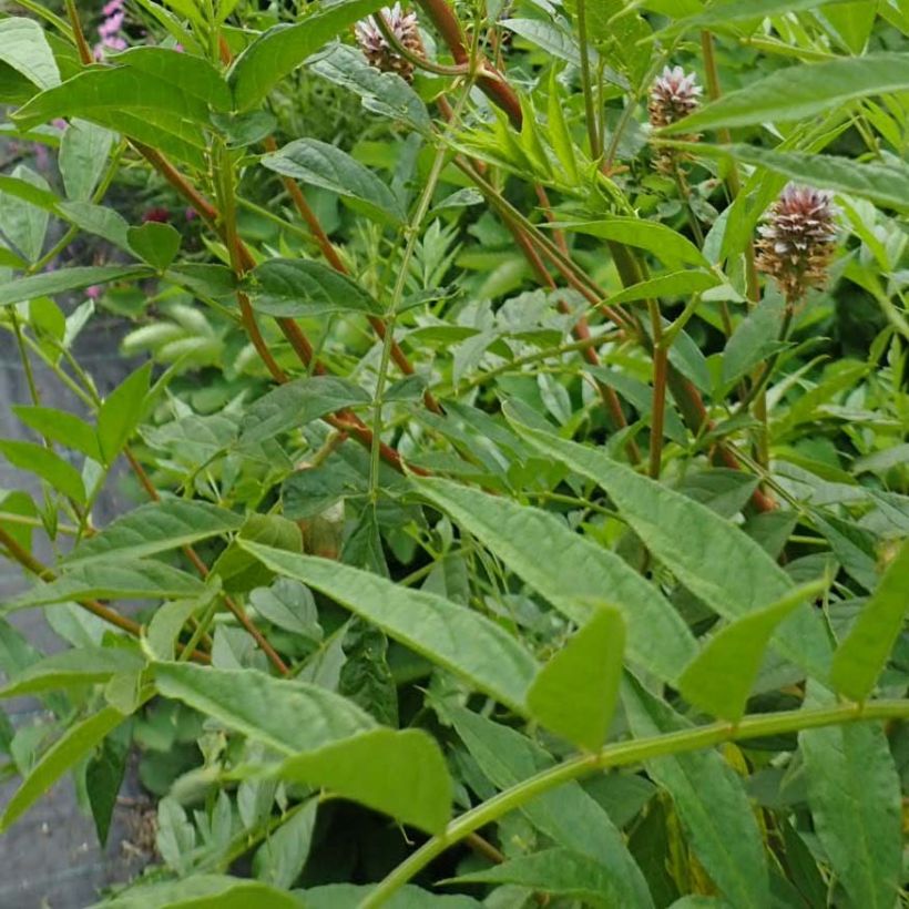 Réglisse du Yunnan - Glycyrrhiza yunnanensis (Feuillage)