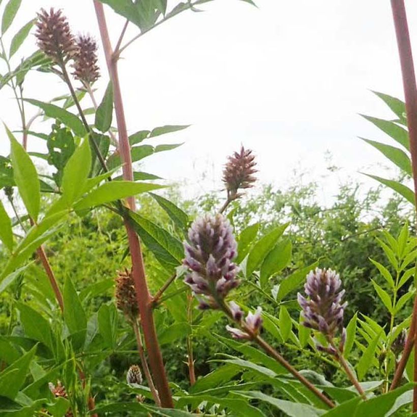 Réglisse du Yunnan - Glycyrrhiza yunnanensis (Floraison)