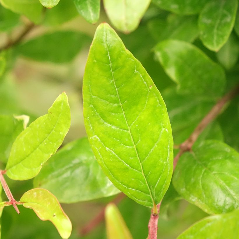 Grenadier à fruits - Punica granatum (Feuillage)