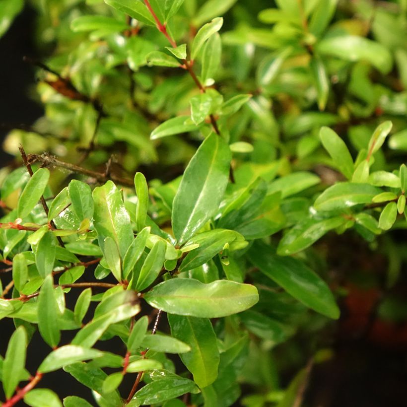 Grenadier nain - Punica granatum Chico ou Nana Gracillissima (Feuillage)