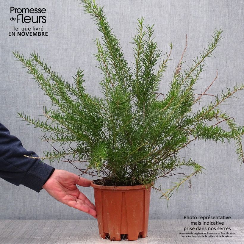 Spécimen de Grevillea juniperina Pot de 3L/4L tel que livré en automne