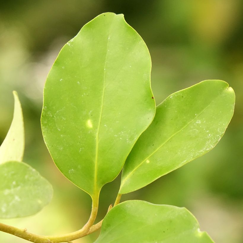 Griselinia lucida - Griselinie luisante (Feuillage)