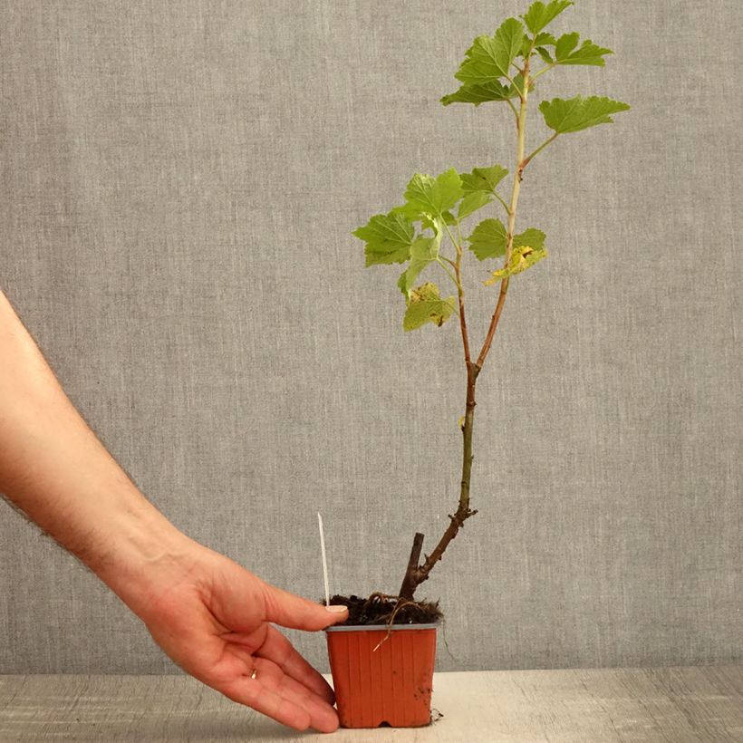 Spécimen de Groseillier à grappes blanches Zitavia - Godet de 8/9 cm tel que livré au printemps