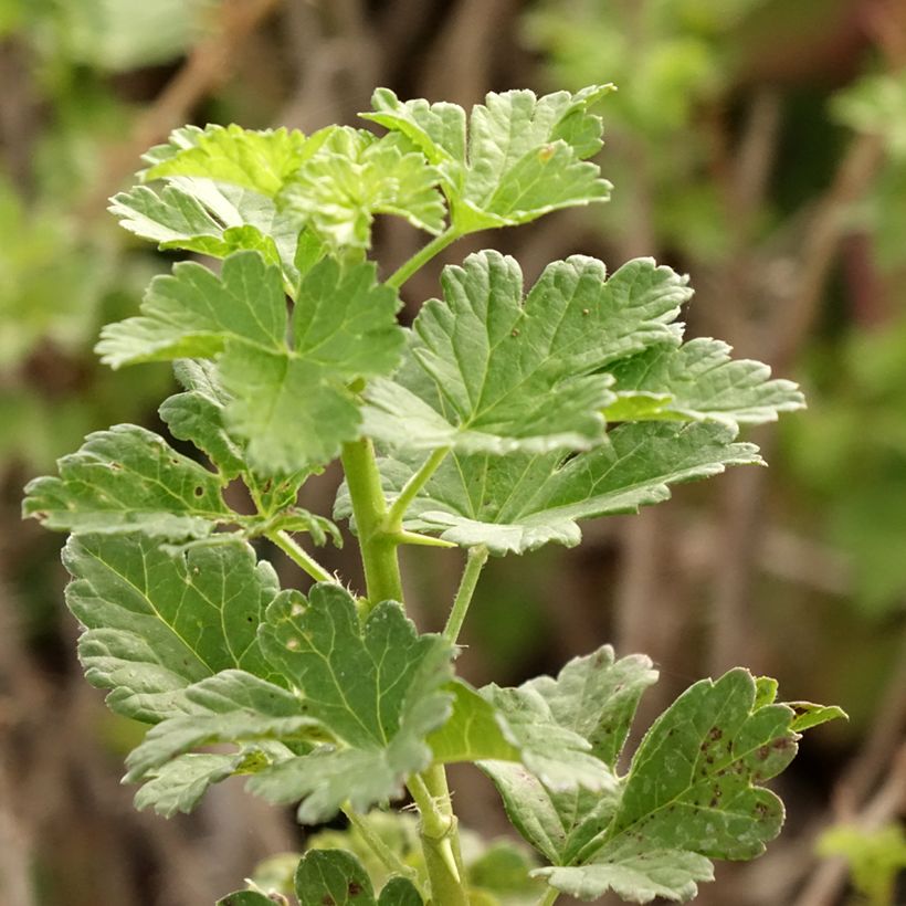 Groseillier à maquereaux Crispa Goldling - Ribes uva-crispa (Feuillage)