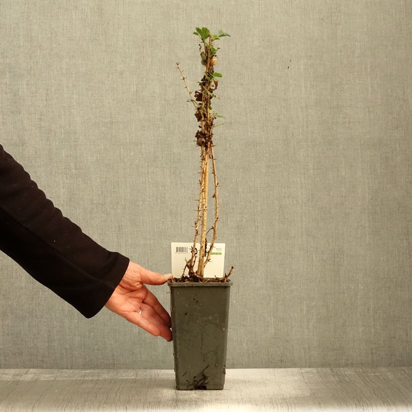 Spécimen de Groseillier à maquereaux Tatjana - Ribes uva-crispa Pot de 1.5L/2L tel que livré en automne