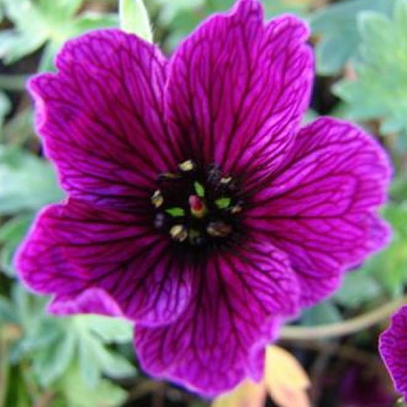 Géranium vivace cinereum Purple Pillow (Floraison)