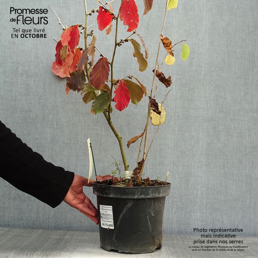 Spécimen de Hamamelis intermedia Diane - Noisetier de Sorcière en pot de 5L tel que livré en automne